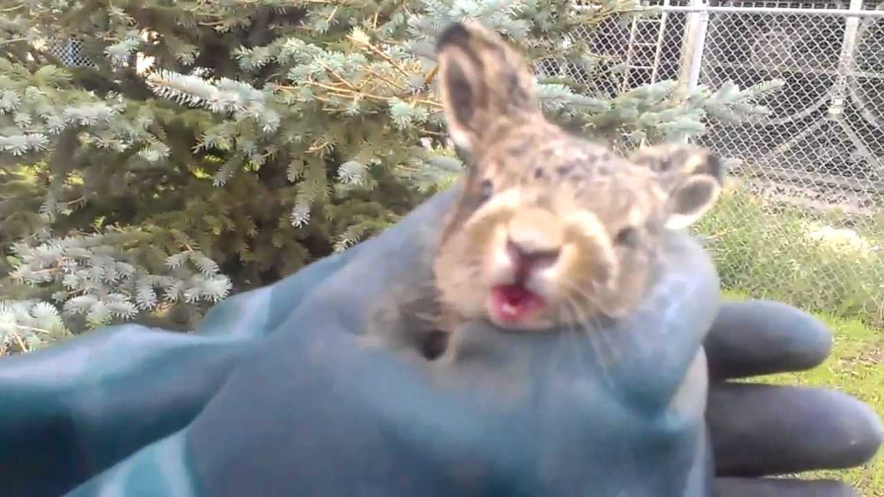 Cute Bunny Attack!