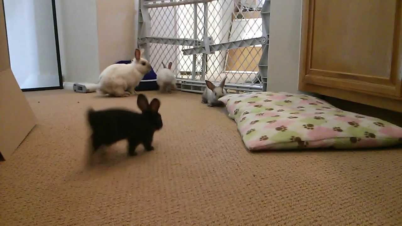 Baby bunny binkies