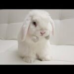Cute Bunny Exercises on the Sofa!