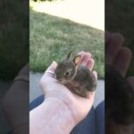 Smallest Baby Bunny Ever
