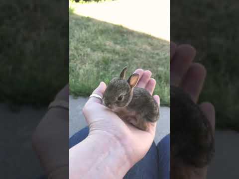 Smallest Baby Bunny Ever
