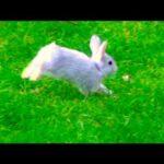 Baby Bunny Rabbit Running Outside in My Backyard