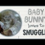 Baby Bunny Loves to Snuggle!