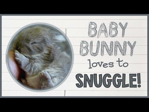 Baby Bunny Loves to Snuggle!