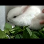 Feeding cute baby bunny - take care newborn baby bunny - Daily Rabbit Care 🐰