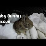 Baby Bunny Rescue