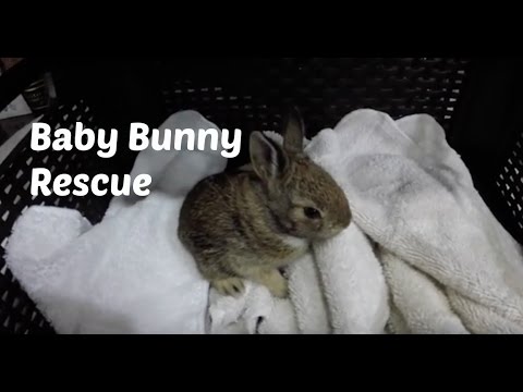 Baby Bunny Rescue