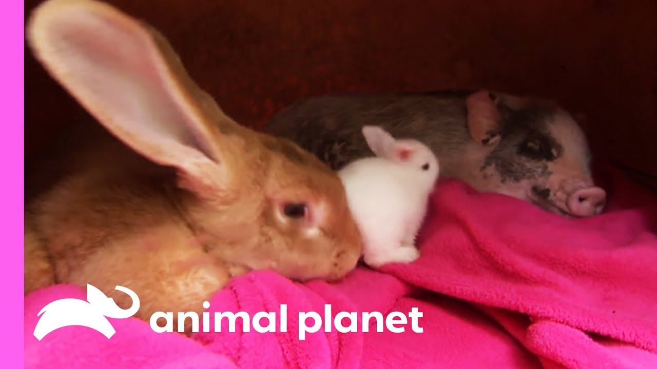 An Unexpected Friendship Between a Rabbit and a Micro Pig! | Too Cute!