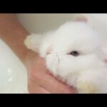 Baby Bunny Takes a Bath