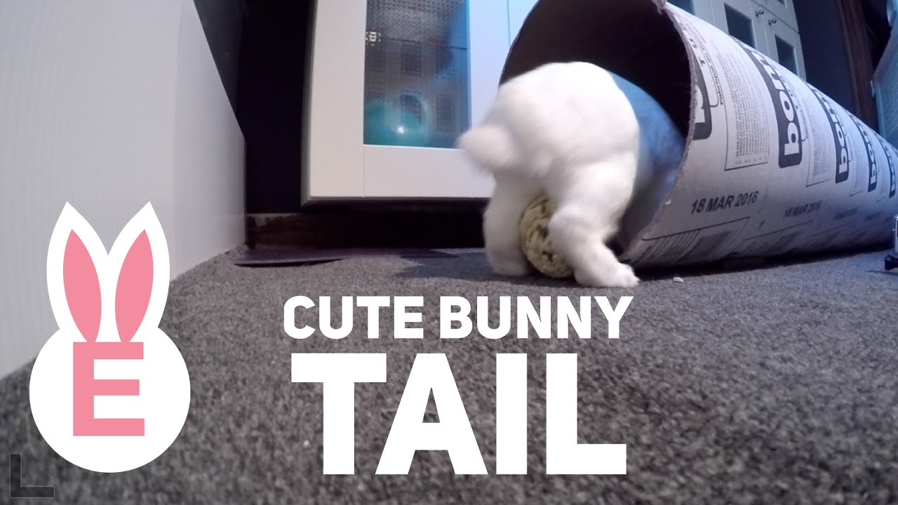 Cute bunny tail
