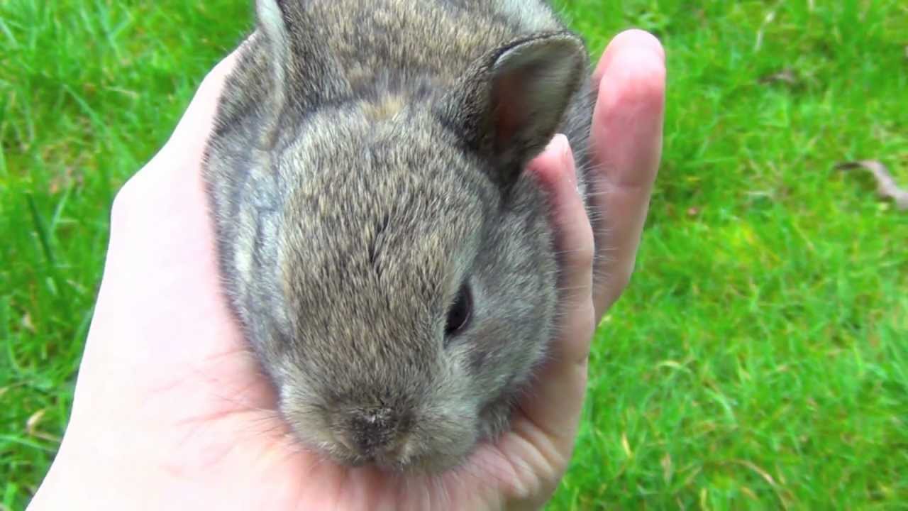 Cutest Baby Bunny Rabbit in My Hand
