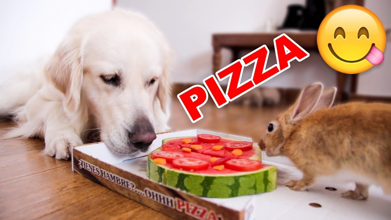 Funny Dog and Cute Rabbit Eat Pizza [WITH FUNNY COMMENTS]