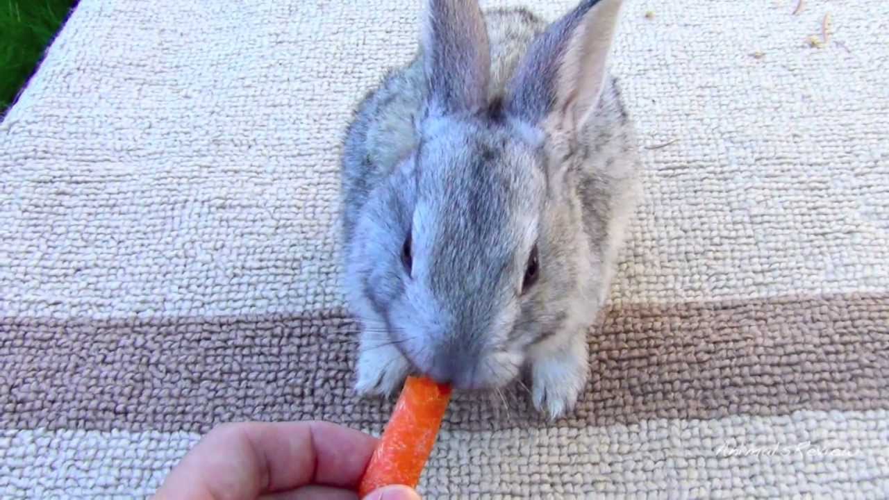 Baby Bunny eating carrot