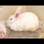 This Bunny Only Eats by Hand TRY NO TO LAUGH Super Cute Bunny, Very Funny for Kids