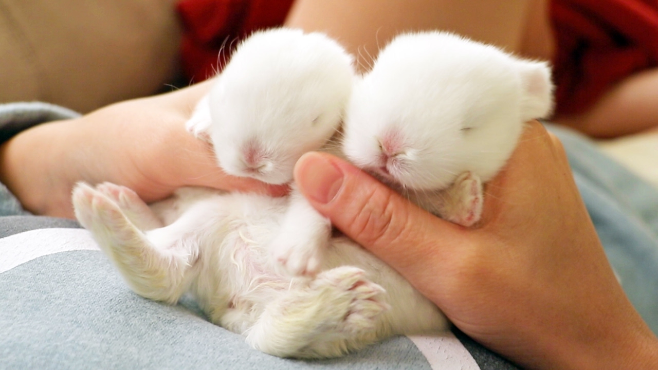 The Cutest Baby Bunnies - Ultimate Compilation!