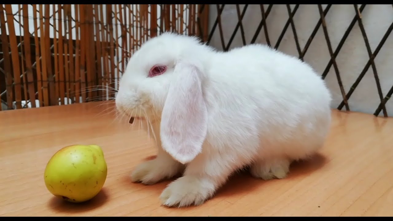 Conejo comiendo pera, Cute baby bunny, funny rabbit.