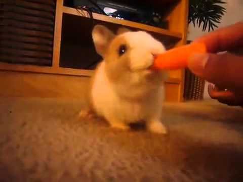 Cute Bunny Eating Carrot - Baby Rabbit - Cute Bunny Video