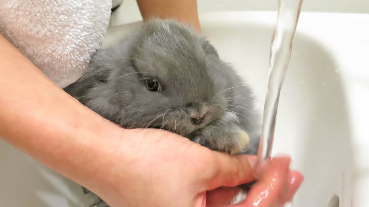Baby Bunny Bath Time!