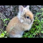 Baby Bunny Is Too Cute