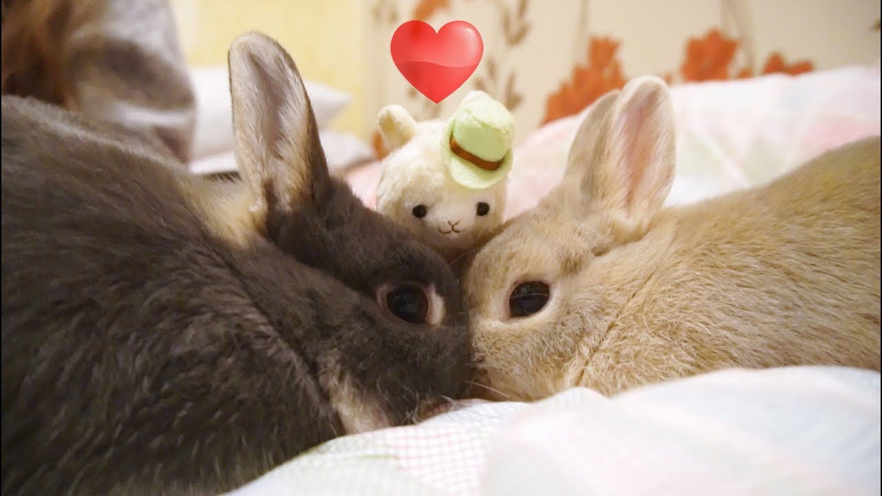 Cute Bunny Lips - Bunny Close-up Shots - Netherland Dwarf Rabbits - Relaxing Family Pet Diary