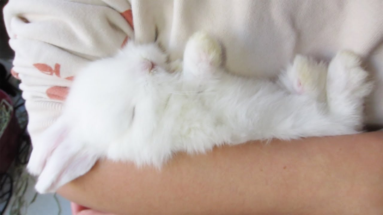 The Most Precious Sleepy Bunny