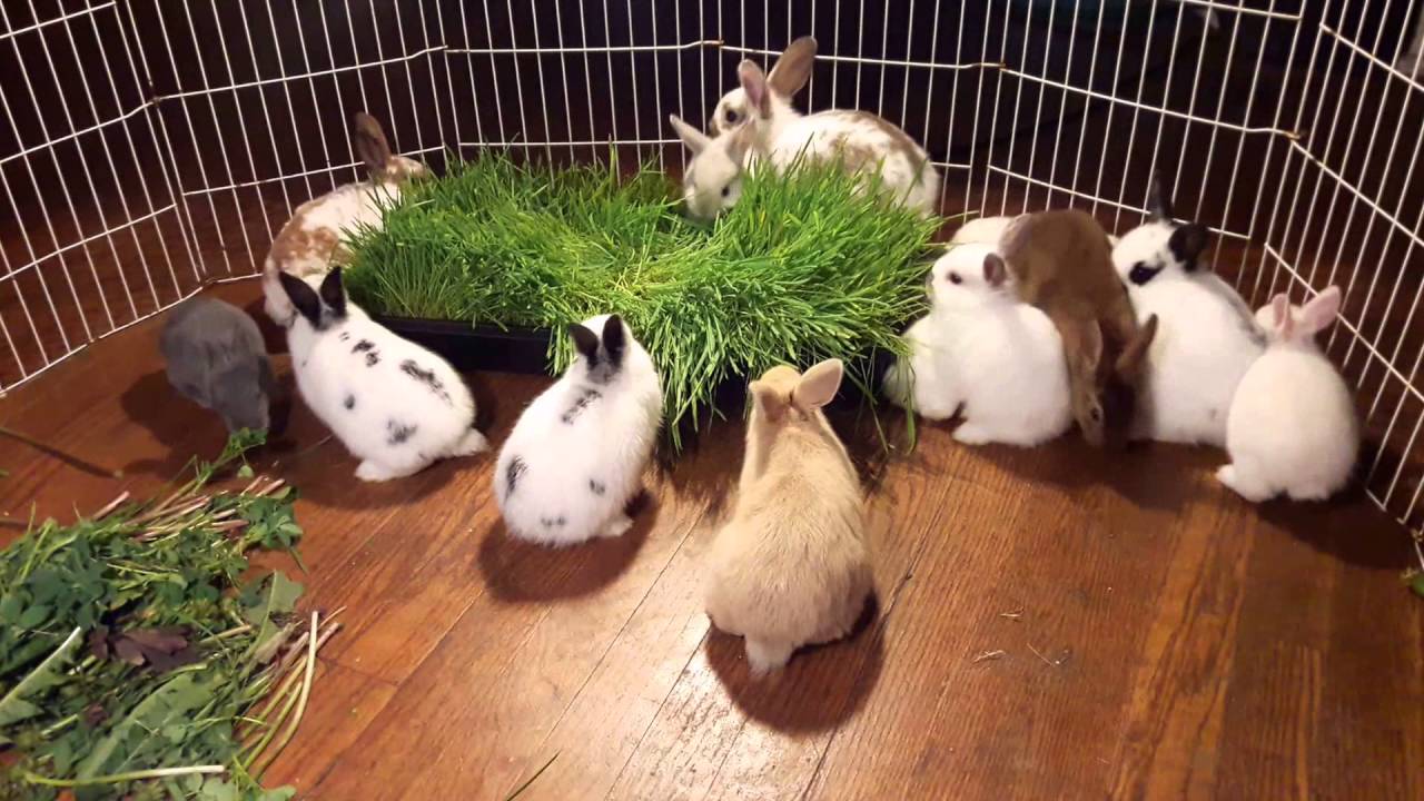 Super cute bunny montage