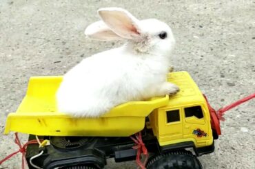 Playing With Rabbits: Cute Baby and Bunny Playing Together- Cute Baby and Rabbit Become Best Friends