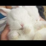 Sleepy Baby Bunny Massage!