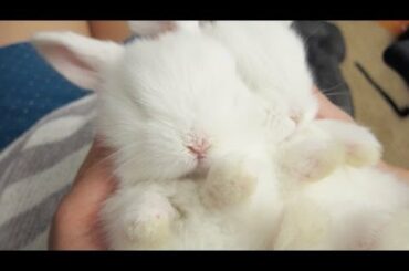 Sleepy Baby Bunny Massage!