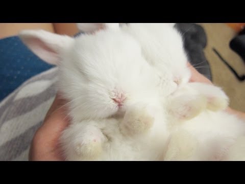 Sleepy Baby Bunny Massage!