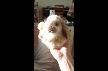 Cute baby bunny fits in the palm of your hand