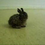 Extremely cute Bunny at our work! 2 - The Return