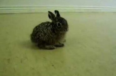 Extremely cute Bunny at our work! 2 - The Return