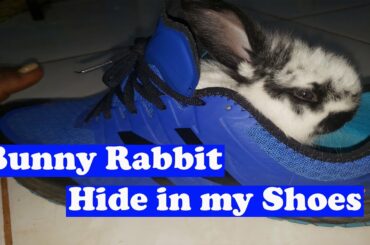 Cute Rabbits 🐇 Funny 😄  Baby Bunny Rabbit Cutest Wild Bunnies Birth Yard