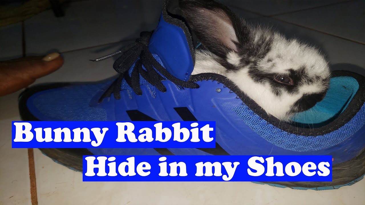 Cute Rabbits 🐇 Funny 😄  Baby Bunny Rabbit Cutest Wild Bunnies Birth Yard