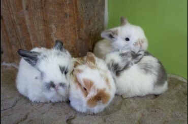 Cutest Baby Bunnies - Music Video