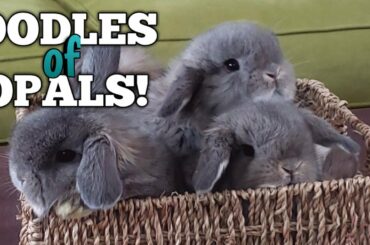 Baby Bunny Update - Oodles of Opals!