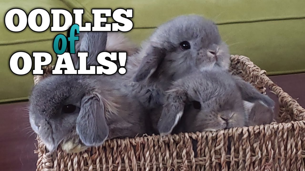 Baby Bunny Update - Oodles of Opals!