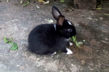 CUTE "Baby Bunny" RABBITS || Bunnies