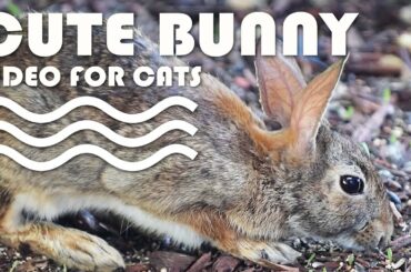 ENTERTAINMENT VIDEO FOR CATS AND DOGS - Cute Bunny.