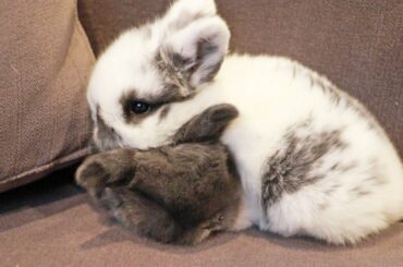 The Cutest Baby Bunny Snuggle