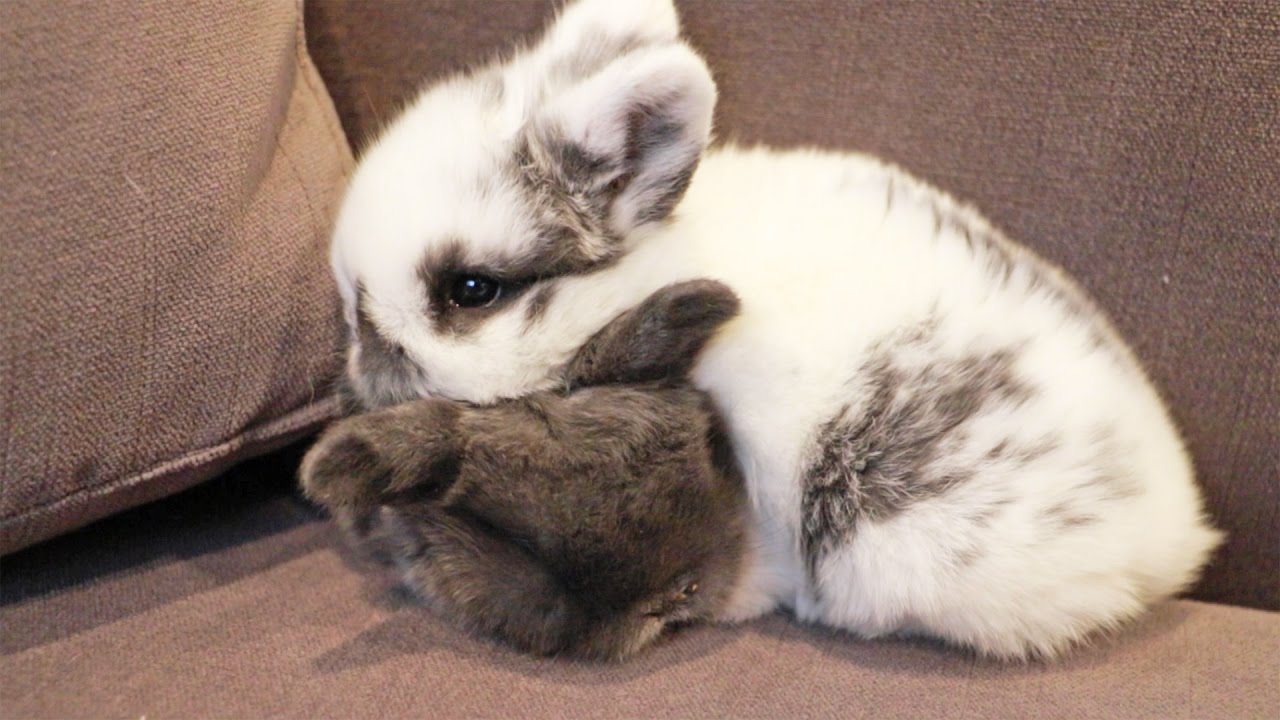 The Cutest Baby Bunny Snuggle