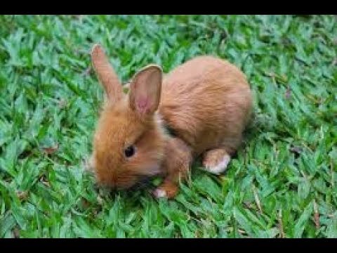 Cute Bunny Noises