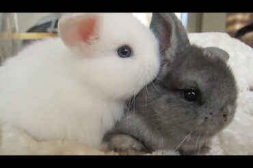 Delicious Bunny Ears!?