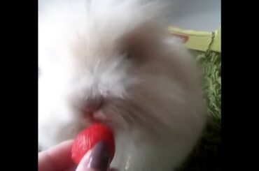 Cute bunny tries strawberry