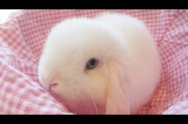 Pure White Baby Bunny in a Basket