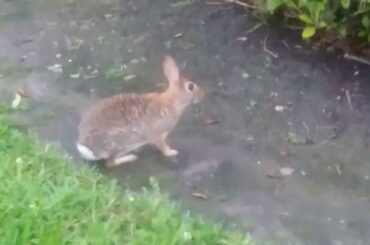 Cute bunny by my grandma's house!