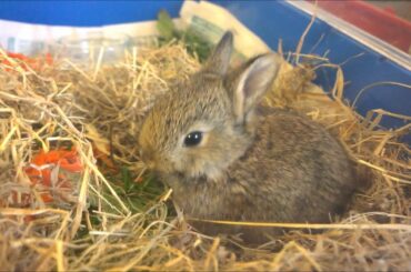 Cutest baby bunny ever!!