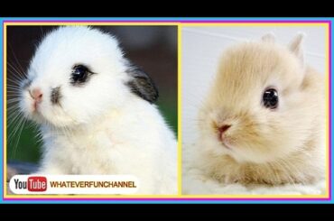 CUTE BABY BUNNIES 🐰🐰🐰  New Cute Bunnies Video!