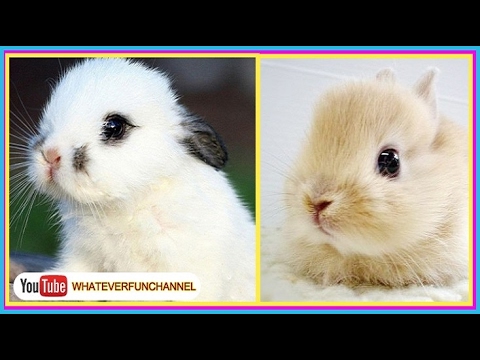 CUTE BABY BUNNIES 🐰🐰🐰  New Cute Bunnies Video!